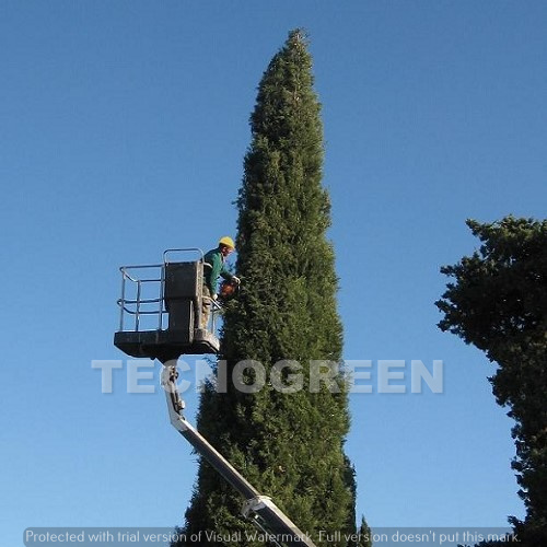 Pisa - potatori alberi alto fusto - Ditta 